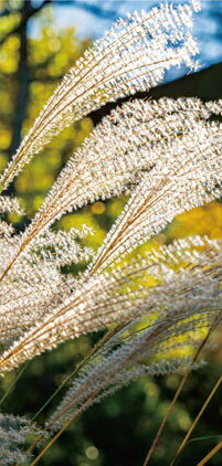 【店舗・イベント用品】【秋】【タペストリー】ススキ(防炎)