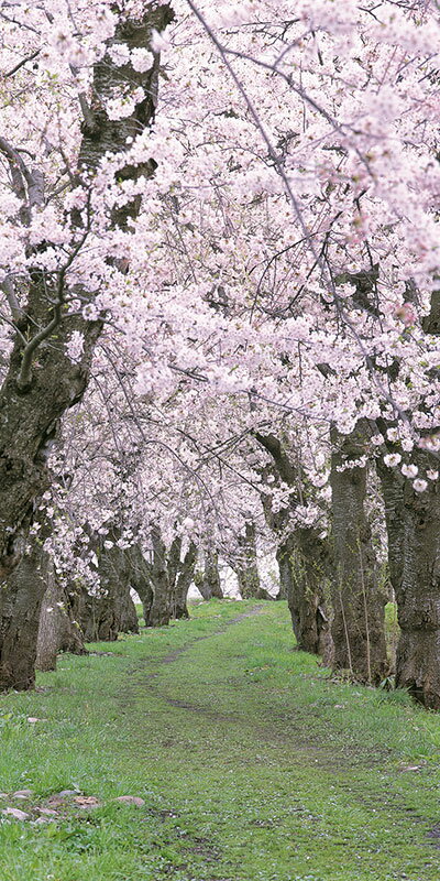 【店舗・イベント用品】【タペストリー】桜新緑