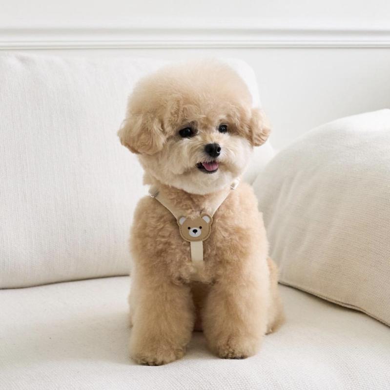 Rakuten - 小型犬 伸縮 お出かけ 耐久性 子犬 中型犬 柔らかい 犬猫用ハーネス 革製 リード かわいい 散歩 ビション テディ 胴輪