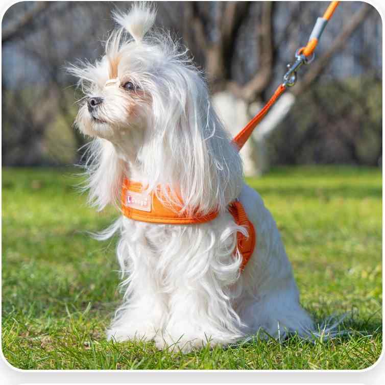 S ハーネス L M 小型犬 牽引ロープ ドッグリーシュ 犬用 ペット 散歩 布製 パステルカラー 通気性