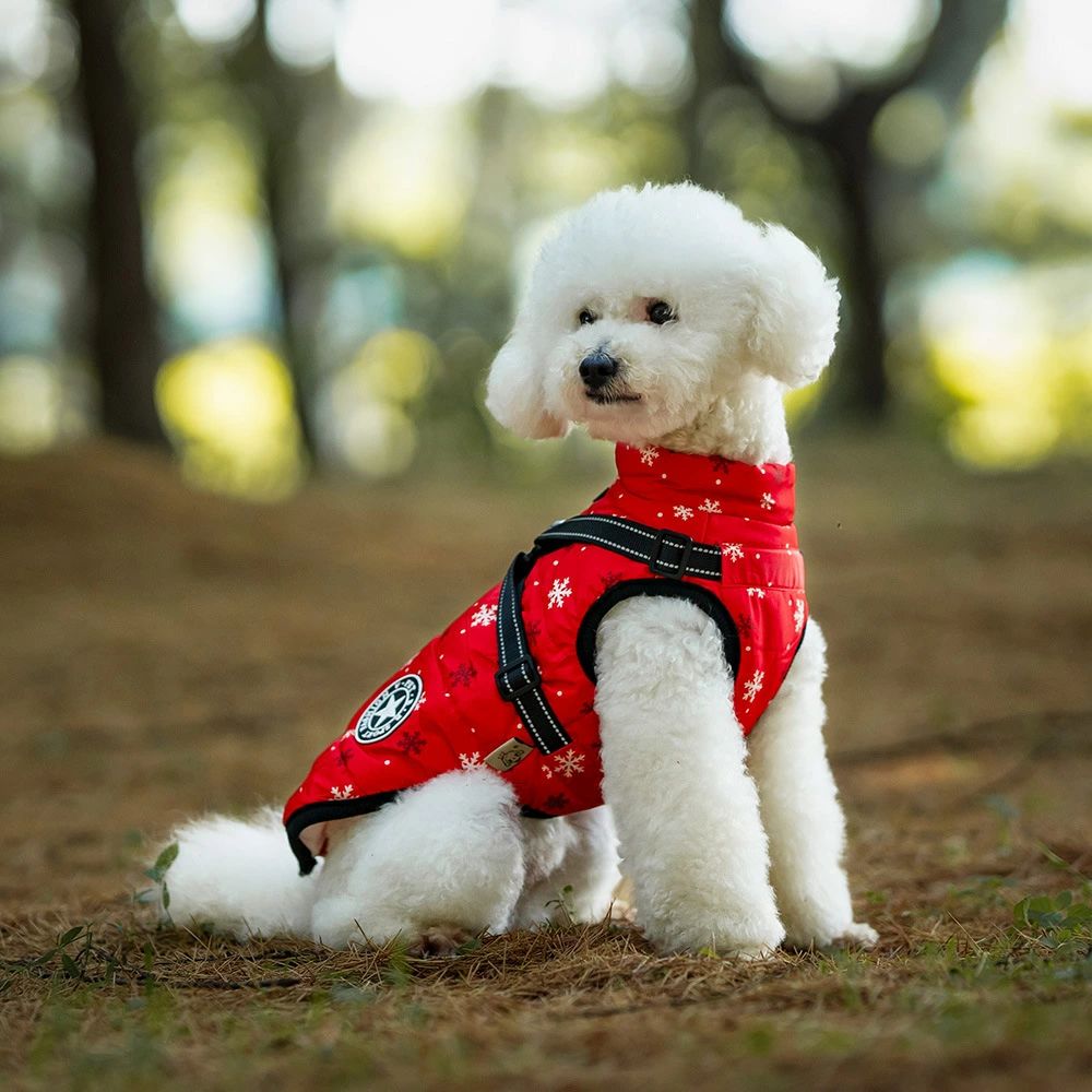 X ���� ���� �淿�� ���� ���λ� ������ ���Ф��� ���� �ˤλ� ���ꥹ�ޥ� �� ������� �ڥå��� ������ �� ���㥱�å� ��������