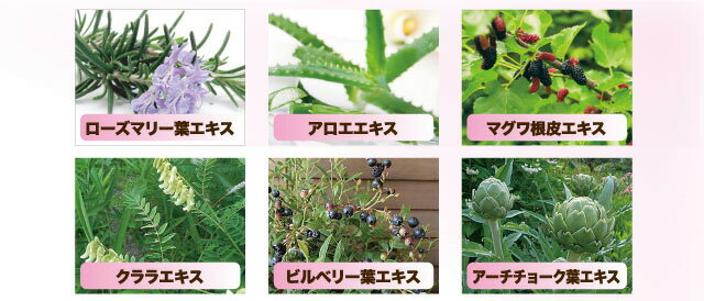 �⥢�ʥ���꡼ �⥤����cf������ 3kg��1�� ������ʬ�۹�Υ���ӡ��ե�å��奸���롢 ��̳��Ķ���ȥ�����