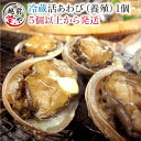 ★月間優良ショップ受賞★ あわび 活 1個50~60g【冷蔵】 アワビ 12個以上さらに2個 おまけ付き 鮑 【5個以上から発送】 バーベキュー 刺身 焼きあわ...