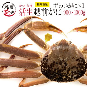 活 生 越前ガニ ズワイガニ (500〜600g) 1杯 オスがに【冷蔵】 越前がに 専門店 ずわいがに カニ かに 蟹 ギフト 加能ガニ 送料無料 注文は3月15日まで