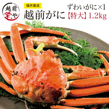 【11月20日までのお届け20％割引⇒52,000円】早期予約特典付き 越前カニ ズワイガニ 特大級 1杯 (ずわいがに/オスがに) 送料無料 【冷蔵】ギフト 越前かに 越前ガニ 越前がに カニ専門店 熨斗 カード 化粧箱