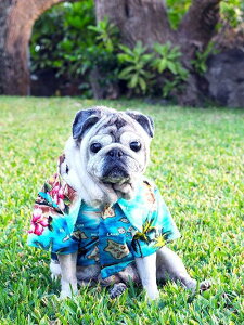 DOG Wear Robert J ClanceyAloha Shirt HAWAII ISLANDСȡ󥷡 ѥϥġȤ·ɥå