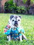 DOG Wear Robert J Clancey　Aloha Shirt HAWAII ISLANDロバート・ジェイ・クランシー 犬用アロハシャツ　飼い主とお揃い　ドッグウェアー