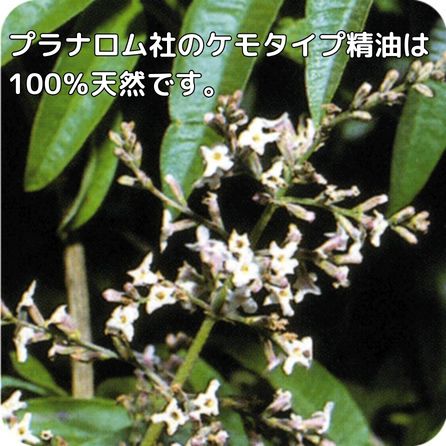 健草医学舎 レモンバーベナ 5ml ※安心の正規輸入 ※国内にて再農薬検査済 ※ケモタイプ精油成分分析表付 ※100％天然のアロマテラピー ケモタイプ 精油 エッセンシャルオイル オーガニック 無添加 アロマオイル PRANAROM 健草医学舎 送料無料 p-106 etoile-life-10023518 エトワールライフ サンプル画像2