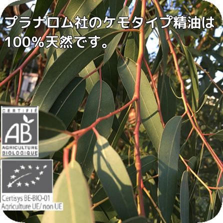プラナロム ユーカリ・スミティー 10ml p-63 ユーカリスミティー ※成分分析表付き ※農薬検査済み エッセンシャルオイル で安全・安心のアロマテラピー ケモタイプ 無添加オーガニック アロマオイル ( PRANAROM ) ( 送料無料 ) 精油