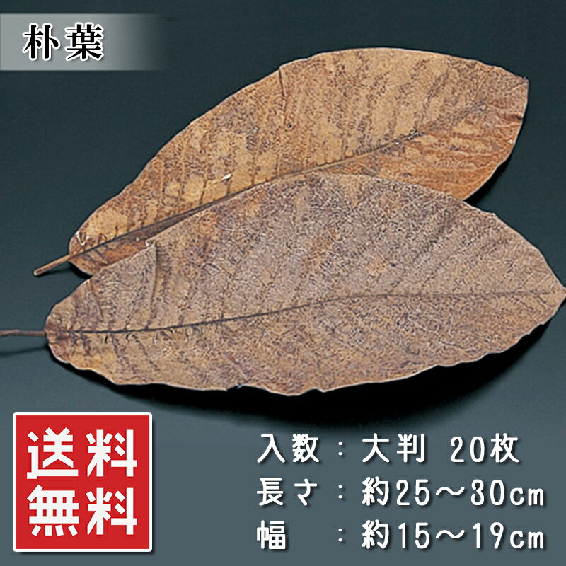 ＜当店の売れ筋商品ラインナップ＞気になるものがあれば、検索窓に入れてみてください！同梱大歓迎！1,000を超える商品のどの組み合わせでも※ただし、1円商品と馬刺しのタレは1商品カウントされません☆&nbsp;馬刺し各種部位も多数有り☆&nbsp;伊勢海老オマール・赤海老なども有り☆&nbsp;国産うなぎ一色うなぎ・薩摩うなぎなども有り☆&nbsp;ローストビーフポーク・チキン・ターキーも有り☆&nbsp;揚げ物エビフライ・カキフライ・コロッケ・各種串カツなども有り☆&nbsp;カット野菜国産ゴーヤ・モロヘイヤ・アボカドダイスが人気！☆&nbsp;手羽先餃子☆&nbsp;牛タンタン先・スライス・仔牛のタンも有り☆&nbsp;お肉やステーキ格安の牛バラ・豚バラから松阪牛・飛騨牛のA4・A5ランクまで有り牛肉・豚肉・鶏肉・ミックスホルモン各種も有り☆&nbsp;あん肝（あんこうの肝）☆&nbsp;魚介ホタテ・サザエ・甘海老・北海道産いくら・あわびなど有りホッキ貝・つぶ貝・赤貝も売れ筋！☆&nbsp;おかず系ロールキャベツ・ハンバーグ・オニオンリングなども有り☆&nbsp;干物ハタハタ・コマイが人気！☆&nbsp;乾物乾燥わかめ・海苔・昆布が有り☆&nbsp;買い回りに便利なメール便商品メンマ・ザーサイ・甘納豆・ミックスナッツ・山菜ミックス、商品なども有り☆&nbsp;お肉ベーコン・Tボーン・牛バラ・リブロース・ウインナー・ハムなども有り☆&nbsp;お魚鯖・スモークサーモン・のどぐろ・ししゃもなども有り☆&nbsp;パーティー系ピザ・チーズ・生ハム・ワニ肉・丸鶏チキンなども有り角煮・チャーシュー・鶏のたたきが売れ筋！☆ ご当地グルメ焼き鯖寿司・なまこ酢・らふてぇ・ほうば味噌・朴葉・海ぶどうなどが人気！その他にも多数取り扱いがありますので、是非ともお買い回りください。のお得な情報を不定期的に配信しております。ぜひともご利用ください！&nbsp;関連商品【楽天1位】 朴葉味噌 800g 大容量 お徳用 飛騨高山 名物 ご当...【楽天1位】 朴葉味噌セット 味噌800g 大判朴葉20枚 枯れ朴葉選...1,999円1,499円【楽天1位】 鶏軟骨唐揚げ 鶏ひざ軟骨 500g 1kg 冷凍 おつま...【楽天1位】 三陸産 天然ヒラメ端材 300g 国産 天然 ...1,499円1,499円関連ワード: 朴葉 ほうば ほおば 朴の葉 大判 大判朴葉 大判20枚 20枚 20枚セット 枯れ朴葉 枯れ朴葉付き 乾燥朴葉 朴葉乾燥 朴葉 乾燥 ほうば焼き 朴葉焼き 焼き味噌 味噌焼き ほうばみそ ほおば味噌 七輪 七輪焼き 肉焼き ご当地グルメ お取り寄せ お取り寄せグルメ 説明書付き 常温保存 動画あり 業務用 ギフト プレゼント 朴葉セット 朴葉 大判セット 朴葉お取り寄せ 朴葉料理 朴葉包み 朴葉餅 朴葉蒸し 朴葉皿 ほうばセット ほうば大判 朴葉用 朴葉贈答 朴葉ギフト 朴葉簡単調理 朴葉焼きセット---> 注目の海ぶどう商品はこちら 【季節の趣を食卓に 乾燥朴葉 20枚入り（約35cm）】 朴葉味噌や焼き物にぴったり！ 日本の伝統を感じる「乾燥ほおば」です。 【商品特徴】 自然の香りと風合い：料理に季節感を添えます。 たっぷり使える20枚入り：1枚約35cmの大判サイズ。 使い方簡単：ご使用方法はシール付き説明書を参考にどうぞ。 【おすすめの使い方】 郷土料理の定番「朴葉味噌焼き」に魚や肉を包んで香りを楽しむ おもてなしやイベント料理にも映える一品 【ご注意ください】 お客様から「5枚しか入っていない」「10枚に見える」といったお問い合わせをいただくことがございますが、本商品は真空包装のため葉がぴったりと重なって見えることがございます。 封を開けていただくと、しっかり20枚入っておりますのでご安心ください。 ※枚数の確認には、葉の軸（芯）部分を数えていただくのが確実です。 🌿朴葉のアレンジ使い方10選 ◎朴葉包み焼き（魚・肉・きのこ） 　鮭や鶏肉、きのこ類を味噌やバターと一緒に包み、グリルで香ばしく焼く。 ◎朴葉寿司のプレートに 　朴葉の上に押し寿司やにぎり寿司を盛り付けると、香りと見た目がアップ！ ◎おにぎりやお餅の包み 　見た目も風情があり、お弁当にも◎。香り移りも楽しめます。 ◎蒸し料理の敷き葉として 　蒸し器で使う際に下に敷くと、香りがほんのり付きます。 ◎和風スイーツの台紙として 　わらび餅やようかん、抹茶ケーキを盛ると雰囲気たっぷり！ ◎焼き芋や栗を包んで風味アップ 　焼く際に一緒に包むことで自然な香ばしさをプラス。 ◎料理の飾りとして使う 　お正月や和食のおもてなしで料理の下に敷いて彩りに。 ◎キャンプ料理での活用 　焚き火で朴葉包みの味噌焼きを作れば、雰囲気も味も抜群。 ◎和風ラッピング素材として 　手土産の焼き菓子やおにぎりを包んで渡すと、気の利いた印象に。 ◎アロマ代わりに焼いて香りを楽しむ 　軽く火を通して香りを立たせ、お部屋にほんのり自然の香りを。 こちらの商品もいかがですか？同じ朴葉味噌・朴葉を比較したい方に朴葉味噌セット 味噌800g＆大判朴葉20枚 …朴葉味噌 800g&nbsp;&nbsp;こんな商品もおすすめですBBQ・焼肉の買い足しにもおすすめ京鴨モモ肉スライス 300g 国産 鴨肉 鴨だ…国産 黒毛和牛レバー 500g〜1kg 加熱用…天然赤海老 2kg国産 鶏むね肉 2kg 鶏胸肉牛タン タン先 900g牛タン タン先 900g静岡県産 スルメイカ 約1kg 加熱用 手のひ…チャーシュー 切り落とし 500g 1kg 焼…チョコ・いちごヨーグルト・マンゴー カップアイ…伊勢海老 8尾 約1kg 高級 伊勢エビ 便利…&nbsp;&nbsp; ◆ ◆ ◆ 本日の特価品こちらでまとめてチェック！ ◆ ◆ ◆ 焼き味噌を探している方へ 焼き味噌、朴葉、大判20枚セット、枯れ朴葉付き、ほうば焼き、味噌焼きに最適、七輪焼きなど、商品名・食材名・料理名から探す方に。通販、お取り寄せ、楽天で食品を比較する時や、自宅で楽しめる食材を探している方にも見つけていただきたい商品です。保存しやすさ・調理の手軽さから探す方へ 常温保存、常温食品、ストック食品、通販を探す方に。平日の夕食、休日の昼食、あと一品欲しい時、買い置きやストックなど、保存しやすさや手軽さから食品を選びたい方にも。季節の贈り物・食べ物ギフトを探す方へ お中元、お歳暮、父の日、母の日、敬老の日、誕生日、還暦祝い、退職祝い、内祝い、お祝い返し、お礼、手土産、食べ物 ギフト、グルメ ギフト、もらって嬉しい 食べ物など、食べて楽しめる贈り物を探している方に。父の日、お中元、お歳暮、お祝い返しなど、行事や贈る相手から食べ物を探している方にも比較しやすい贈答候補です。年代や贈る相手からプレゼントを探す方へ 40代、50代、60代、70代、父、母、両親、祖父母、義父母、夫婦、男性 プレゼント 食べ物、女性 プレゼント 食べ物、両親 プレゼント 食べ物、誕生日 プレゼント 食べ物など、相手の年代や関係から食品ギフトを探す方に。50代・60代・70代の父母や祖父母への贈り物、甘いもの以外のプレゼント、家族で楽しめるグルメを探す時の候補にもつながります。お盆・お正月・年末年始の手土産や集まりに お盆、帰省、お正月、年末年始、年始のご挨拶、お年賀、家族の集まり、手土産 食べ物、帰省土産、おもたせ、お正月 料理 おせち以外、年末年始 お取り寄せ グルメなど、季節の集まりや帰省時の食べ物を探す検索にも。親戚や家族が集まる日の一品、年始のご挨拶、ホームパーティーなど、季節の場面に合わせて食べ物を探している方にも。大容量・業務用の食材を探す方へ 業務用 食品、業務用 冷凍食品、大容量 食品、まとめ買い 食品、飲食店 食材、仕込み 食材、冷凍 食材 通販など、家庭でまとめて使いたい方から飲食店・イベント・仕込み用の食材を探す方まで。必要量を確保したい時、冷凍庫にストックしたい時、複数人で使う食材を探す検索にも関連します。比較しながら商品を選びたい方へ 焼き味噌 通販、焼き味噌 お取り寄せ、焼き味噌 楽天、焼き味噌 人気、焼き味噌 おすすめ、焼き味噌 ランキング、焼き味噌 口コミ、焼き味噌 食べ方、焼き味噌 保存方法など、購入前に特徴や使い方を比較したい方に。商品そのもの、用途、保存、贈り物、食べる場面など、さまざまな条件から選びたい方にも。