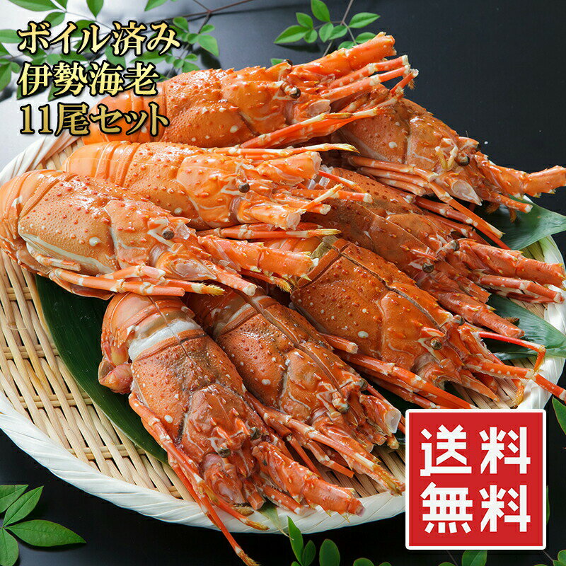 送料無料 伊勢海老 大盛り11尾セット 約2kg 高級伊勢エビ 便利なハーフカット済＆ボイル済 少し小さくてもプリプリ食感と濃厚なお味 (ヒゲ折れ 少しだけ訳あり) イセエビ 冷凍