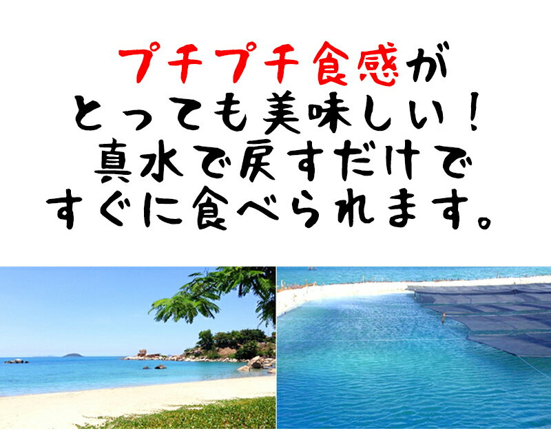 【メール便送料無料】【海ぶどう 4袋】居酒屋さんも実際に使ってくれています 5倍に膨らむ大容量 赤字覚悟のこのお値段と鮮度 味で勝負 きれいな海で育ったこのプチプチ食感がたまりません 本格沖縄味【常温】【お歳暮】