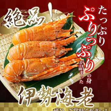 【初売りゲリラ!】【楽天ランキング1位】【伊勢海老 3尾 500~600g】<高級> 伊勢エビ 便利なハーフカット済&ボイル済 少し小さくてもプリプリ食感と濃厚なお味 【ヒゲ折れ 少しだけ訳あり】【お歳暮】