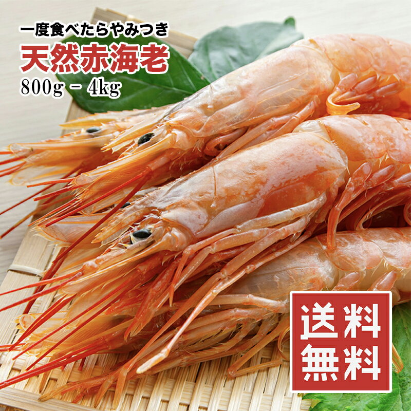 赤海老 えび 大型 天然 800g 1kg 2kg 4kg 生食用 刺身