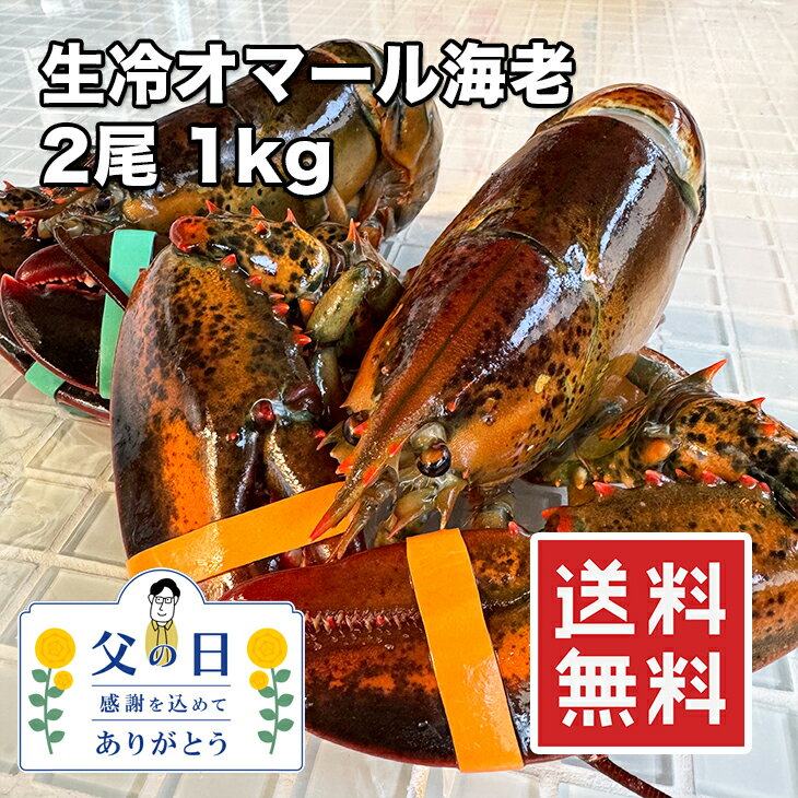 天然 オマール海老 大型 2尾 1kg 【動画あり】【楽天ランキング1位】カナダ産 ホール ロブスター 海老 伊勢海老 エビ えび 生冷 急速UHP冷凍 送料無料 冷凍★のサムネイル
