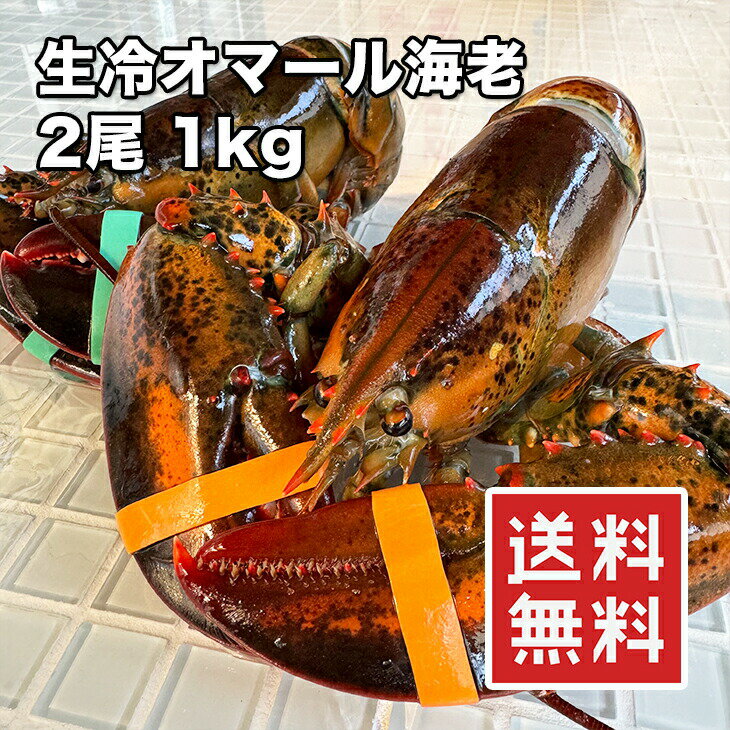 天然 オマール海老 大型 2尾 1kg 【動画あり】【楽天ランキング1位】カナダ産 ホール ロブスター 海老 伊勢海老 エビ…