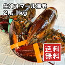 天然 オマール海老 大型 2尾 1kg カナダ産 ホール ロブスター 海老 伊勢海老 エビ えび 生冷 急速UHP冷凍 送料無料 冷凍★