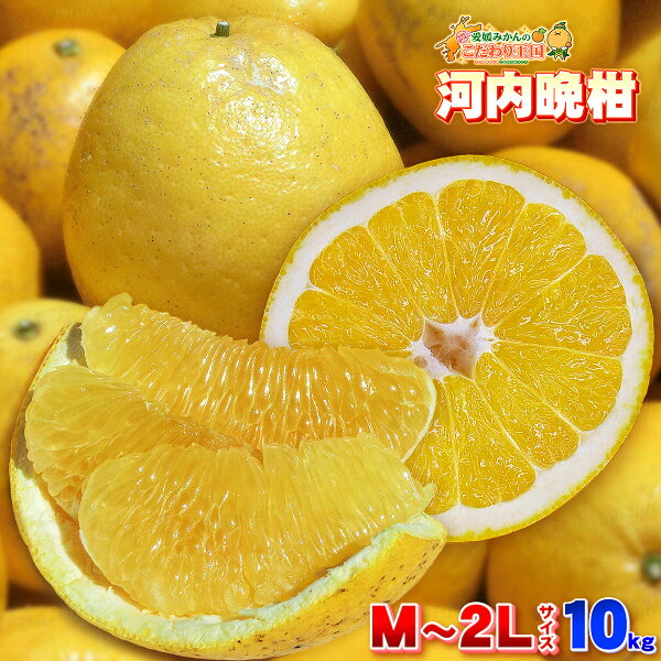 愛媛 みかん みんな探してる人気モノ 愛媛 みかん 食品 愛媛 みかん みんな探してる人気モノ 愛媛 みかん 食品
