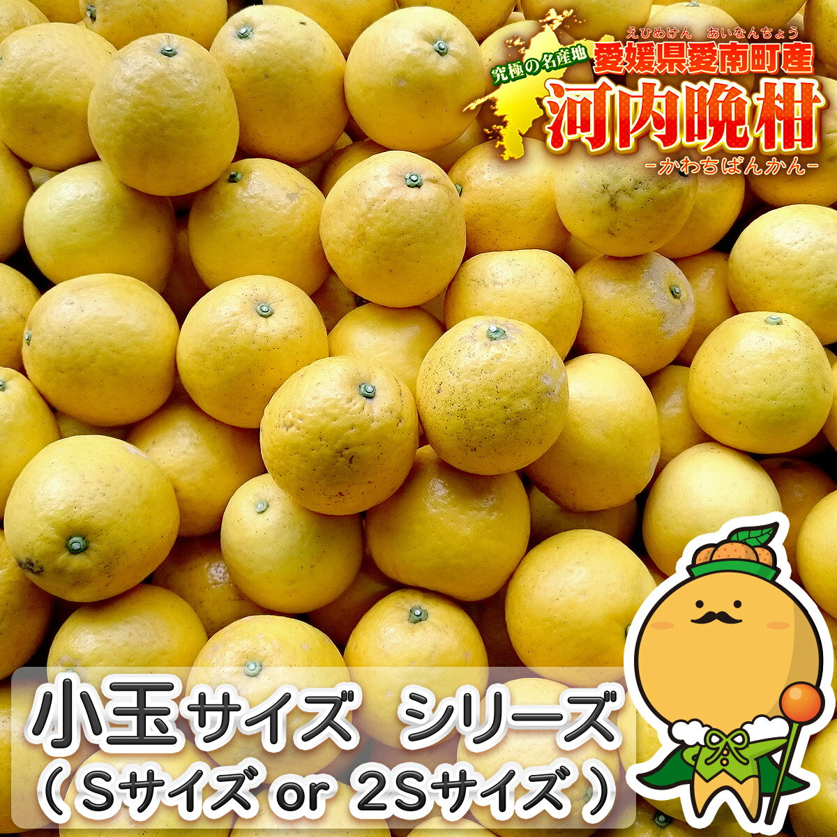 【樹齢20年以上の契約農家限定】 愛媛県産 河内晩柑 小玉サイズ 5kg または 10kg 家庭用 訳あり 【送料無料※一部地域除く】 自宅用 箱買い かわちばんかん 別名 宇和ゴールド 愛南ゴールド 美生柑 みしょうかん ナダオレンジ