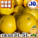 ＼愛媛の木成り文旦 BIG大玉／ 愛媛県 愛南町産 訳あり 木成り完熟 土佐文旦 大玉 3Lサイズ ～ 5Lサイズ 約10kg 【送料無料※北海道 沖縄県は除く】 大きい とさぶんたん 家庭用 自宅用 箱買い 約 10キロ