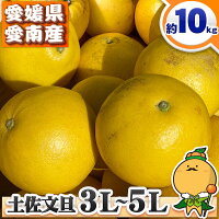 ＼愛媛の木成り文旦 BIG大玉／ 愛媛県 愛南町産 訳あり 木成り完熟 土佐文旦 大玉 ...