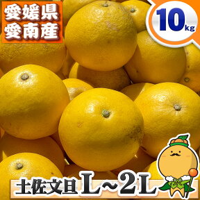 ＼愛媛の文旦 ／ 愛媛県 愛南町産 訳あり 木成り完熟 土佐文旦 中玉 L～2Lサイズ 10kg 【送料無料※北海道・沖縄県は除く】 L～2L レギュラーサイズ とさぶんたん 家庭用 自宅用 箱買い 10キロ