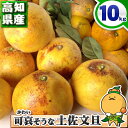 【特に訳あり】 高知県産 可哀そうな 土佐文旦 サイズ込み 10kg 【送料無料※北海道・沖縄県は除く】サイズ混合の特に 訳あり かわいそうな とさぶんたん 自宅用 家庭用 箱買い 10キロ