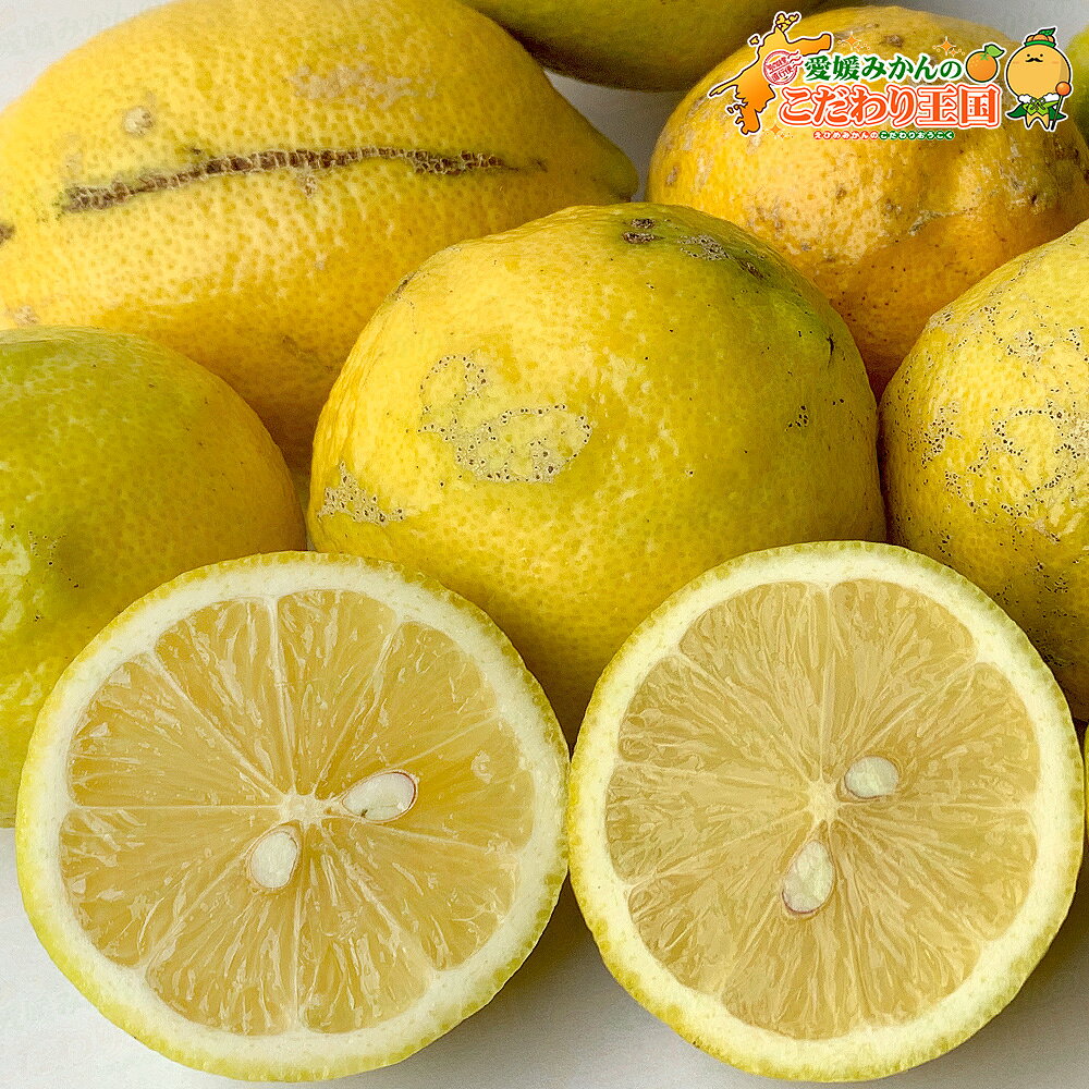 愛媛県産 訳あり レモン B品 サイズ込み 【送料無料/一部地域を除く】［ 国産 大き...