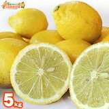 ɲ   B 5kg  礭 ޤ ·    ɥӺ  å Ի  ݦݨ lemon    Ȣ㤤 ŷ ̽ 100% 塼 塼ϥ ƥ ˺Ŭ ӥߥC 5