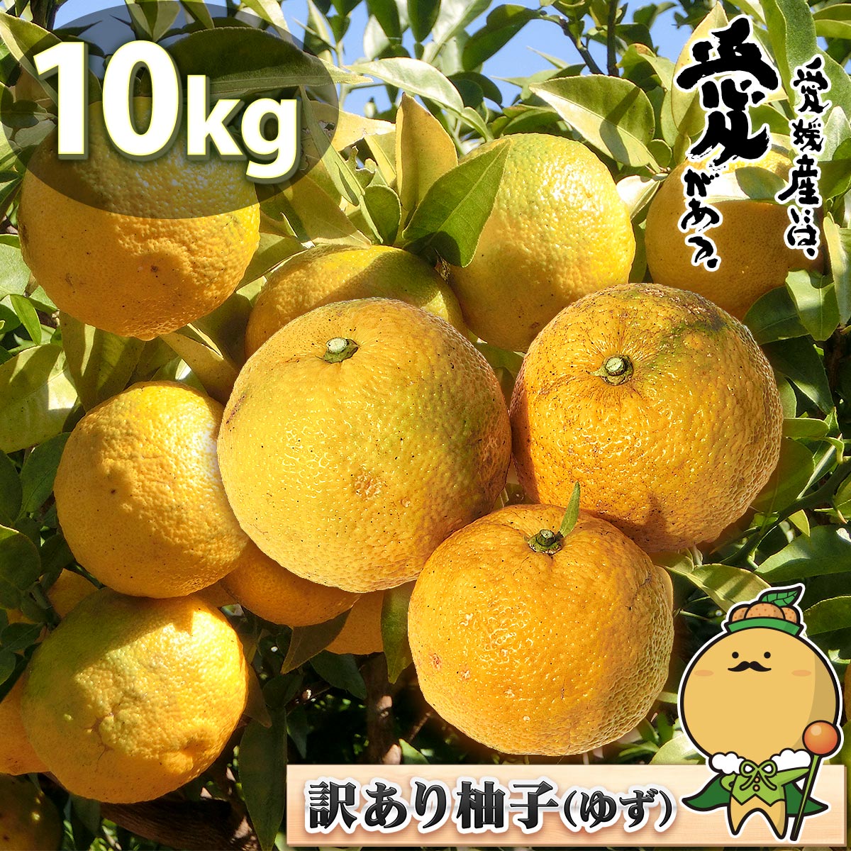 愛媛県産 柚子 ゆず 約10kg 訳あり 家庭用 サイズ おまかせ 混合 送料無料 自宅用 業務用 果汁 ゆず湯 約10キロのサムネイル
