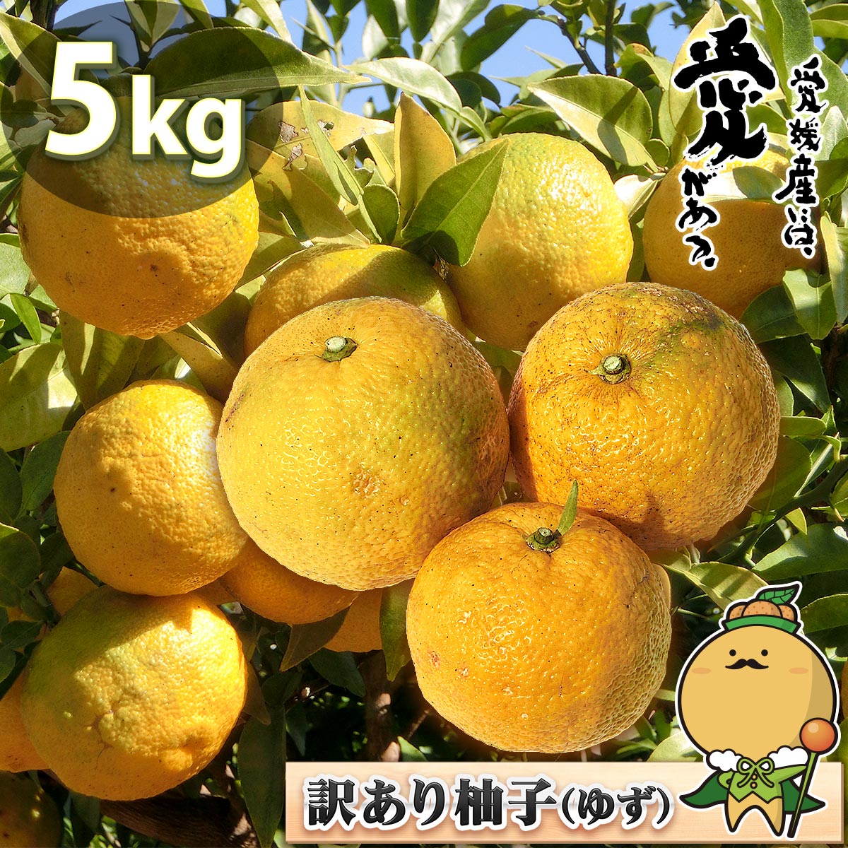 愛媛 県産 柚子 ゆず 5kg 訳あり 家庭用 サイズ おまかせ 混合 送料無料 箱買い 自宅用 業務用 果汁 皮 薬味 薬膳 胡椒 七味 冬至 ゆず湯 鬼北町 松野町 5キロ