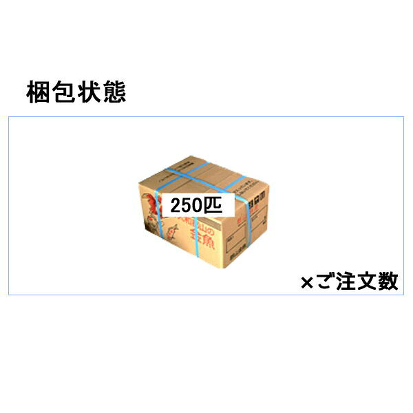 奈良県大和郡山より直送！金魚すくい用(約250匹)の元気な金魚 [※北海道 東北 九州 ...