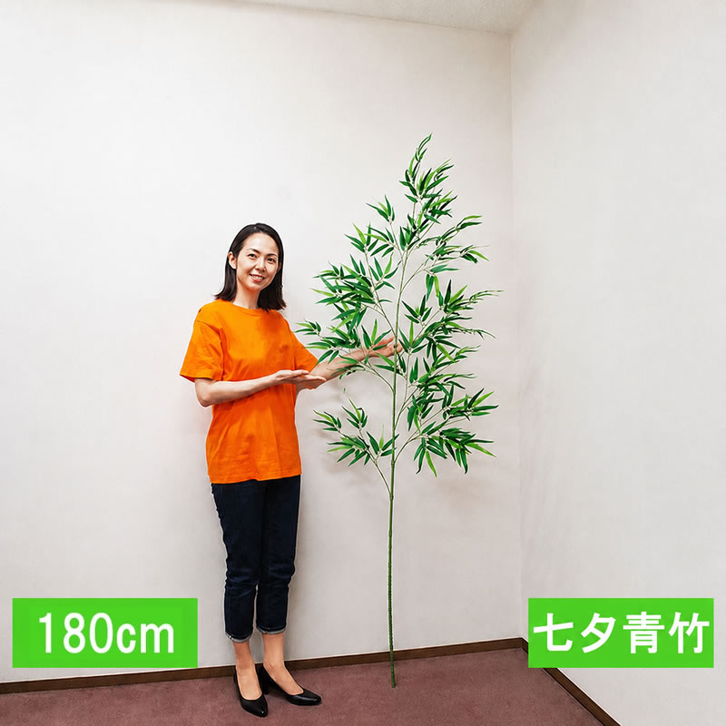 Rakuten - 本格 七夕笹・リアル青竹　バンブーツリー　180cm　組立式3分割 / 飾り 七夕 祭り 竹 笹 イベント 竹笹 造花