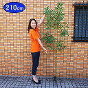 4本足スチールスタンド付き デラックス七夕笹・リアル節竹 210cm (組立式3分割)