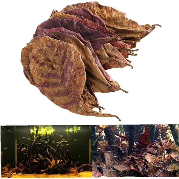 ベタ用マジックリーフ80サイズ マジックリーフ10枚 苔取りヒメタニシ めだか メダカ