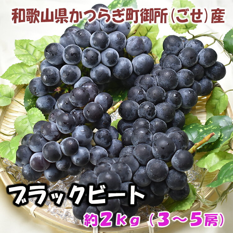 （生産地） 和歌山県かつらぎ町御所（ごせ）地区 （ブドウの品種） ブラックビート （内容量） 約2kg（3〜5房） （保存方法） 冷蔵庫で保管、なるべくお早めにお召し上がりください （送料） 送料無料（北海道・沖縄以外） （発送予定日） 通常　注文日から、3日〜14日 （配送方法及び温度） ヤマト運輸クール（冷蔵）便 ☆注意事項☆ 細心の注意をして梱包を行い発送をしておりますが 輸送中の衝撃などにより、房から粒が外れてしまう場合がございます 何卒、ご理解ご了承宜しくお願い致します