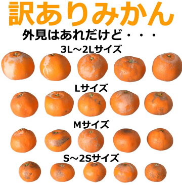 ☆限定特価☆ 訳あり和歌山みかん 10kg 3S〜3Lサイズ【送料無料】サイズ混合もしくはサイズ統一・キズ・他【みかん 10kg 送料無料 訳あり/わけあり】