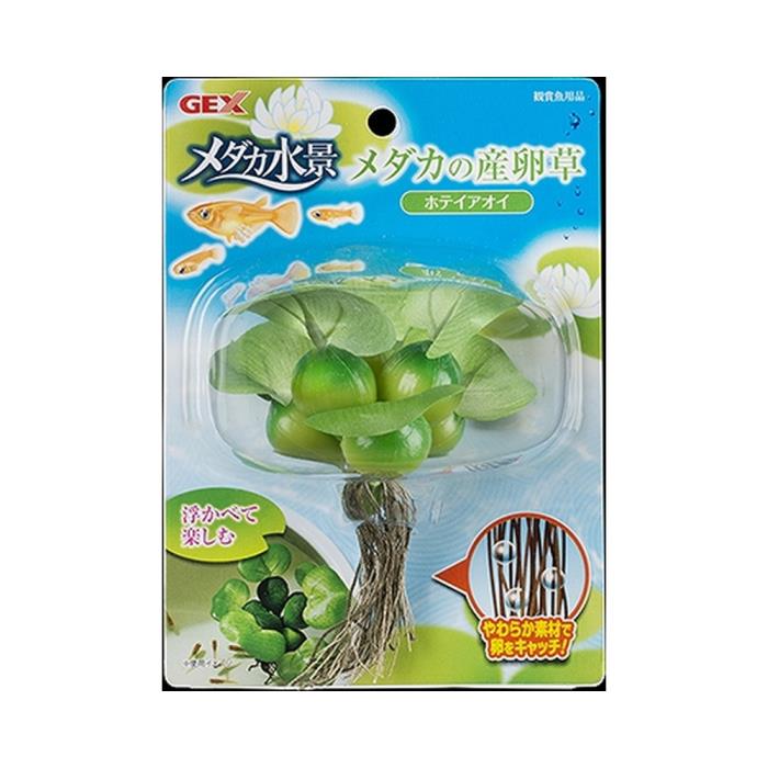 メダカの産卵草　ホテイアオイ