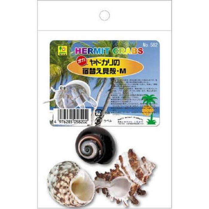 Rakuten - オカヤドカリの宿替え貝がら　M