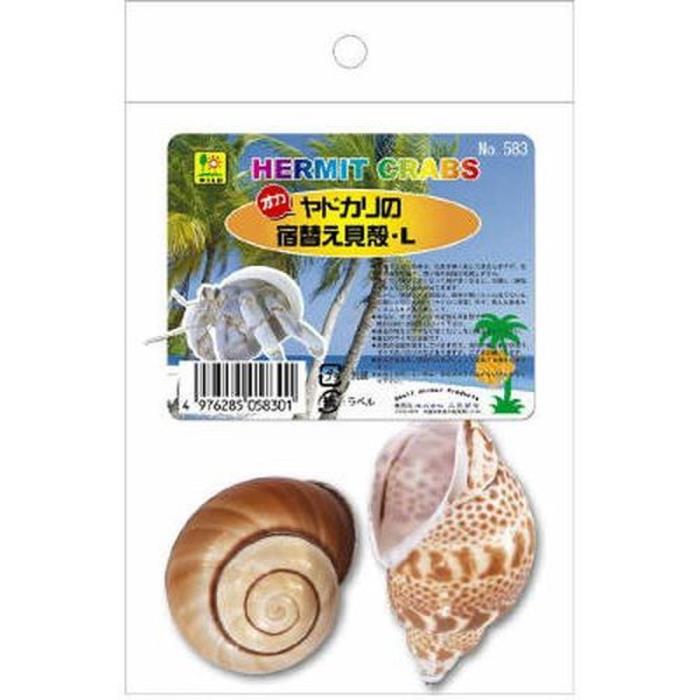 Rakuten - オカヤドカリの宿替え貝がら　L