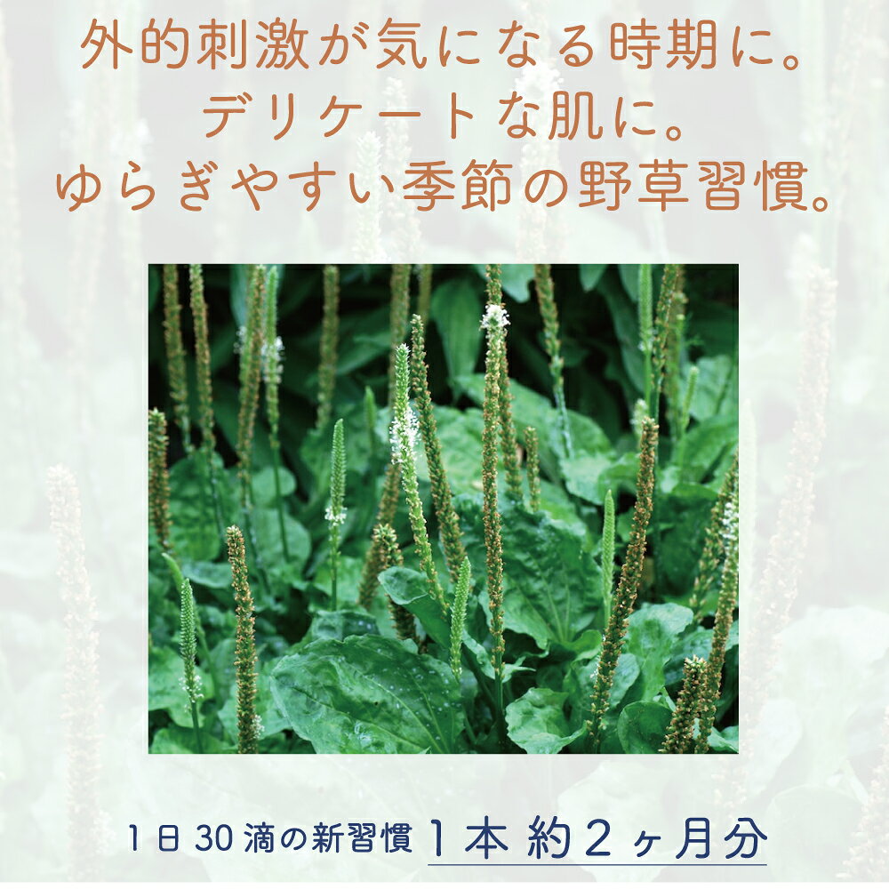 ジェモセラピー オオバコ ムズムズ 天然 サプリメント 無添加 無農薬 野草 ハーブ オーガニック のど 鼻 呼吸 アレルギー体質 ダイエット中 腸活 植物療法士 自然食品 希釈 ペット お子様 妊婦OK エルビオリス サイリウム プランタゴ 50ml evhabio-10000141 ジェモセラピー 自然療法 Evha BIO サンプル画像2