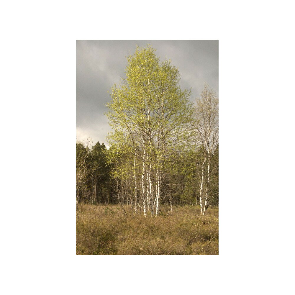 3��в� ���饫�� ���� ��� ���餫�� ŷ�� ���� �ե����ƥ��� ���å��� ������ �ޥ���ߥͥ�� �ޥ��ʥ��Ų� �ޥ��ʥ������� ���ߥλ� ���륷���� ���ꥦ�� �ޥ��ͥ����� �ߥͥ�� �ӥ��ߥ�C �ޥ󥬥� Ŵ ���� Ƽ ��ʪ�ߥͥ�� 1.5��åȥ� 1.5?