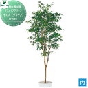 【無料★特典付】 人工植物 グローベン リフェイクグリーン モミジ(グリーン) H1500 樹木・屋内用 A70NT105 完成品