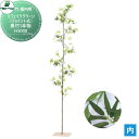 【無料★特典付】 人工植物 グローベン リフェイクグリーン 黒竹1本物(ジョイント式) H3000 竹・屋内用 A70NC023C 完成品