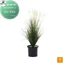 【無料★特典付】 人工植物 グローベン リフェイクグリーン リバーグラス 樹木・軒下用 A70TN501 完成品