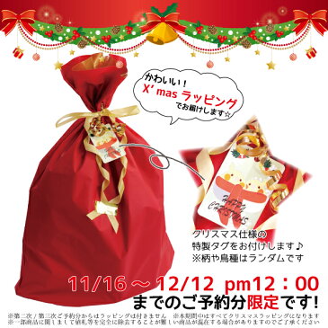 予約品 2018冬 数量限定 ことり福袋 オカメインコ ノーマル 5,000円 ◆第一次12月14日発送 (クリスマスバージョン) 福袋 ハッピーバッグ ハッピーパック 2019新春 2018クリスマス X'mas プレゼント ギフト 限定品 先行販売