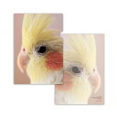 A5クリアファイル ★ツンツン ◆ゆうパケット対応◆ オカメインコ ことり 小鳥 雑貨 グッズ A5サイズ タテ 小さめ イラスト 写真 フォト かわいい おしゃれ ミニファイル クリアホルダー 書類入れ プリント入れ ステーショナリー 文具 文房具【オザ兵長】