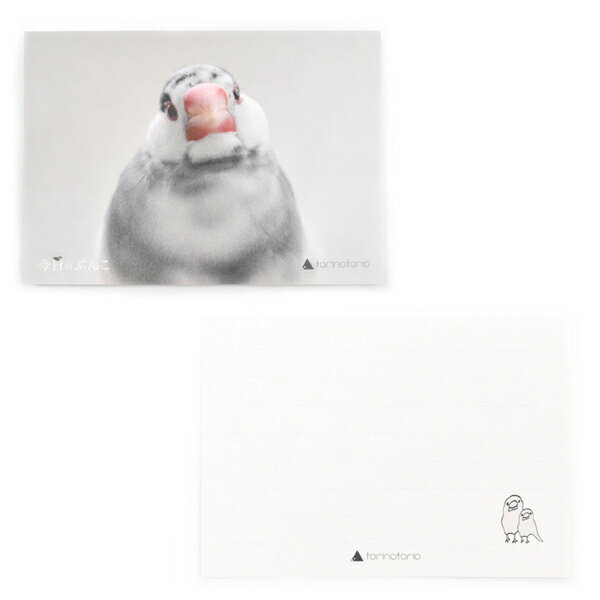 メモ帳 今日のぶんこ ごま塩文鳥 ◆ゆうパケット対応◆ ことり 小鳥 雑貨 グッズ 80枚入り 上質紙 ヨコ 横長 角型 かわいい フォト photo 写真 め...