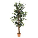 【不二貿易】観葉植物 フィカス 690A《52661》(*北海道別途送料 *沖縄県離島要御見積)ガーデン フェイク 葉 グリーン 植物 カフェ 庭