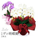 ミディ胡蝶蘭 3本立 白/ピンク (電報なし) 送料無料 選べる2色 21輪以上 お祝い 花 生花 フラワー 鉢花 ギフト プレゼント 贈り物 結婚祝い 結婚記念日 誕生日 父の日 叙勲 受章祝い 長寿祝い 開店祝い 開業 就任 昇進 当選祝い 立て札 即日発送 翌日配達